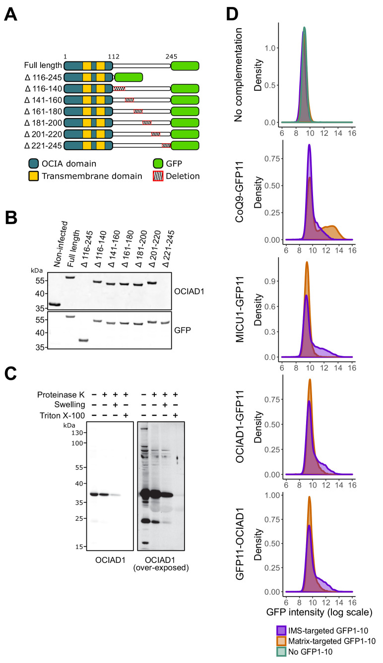 Figure 3—figure supplement 1.