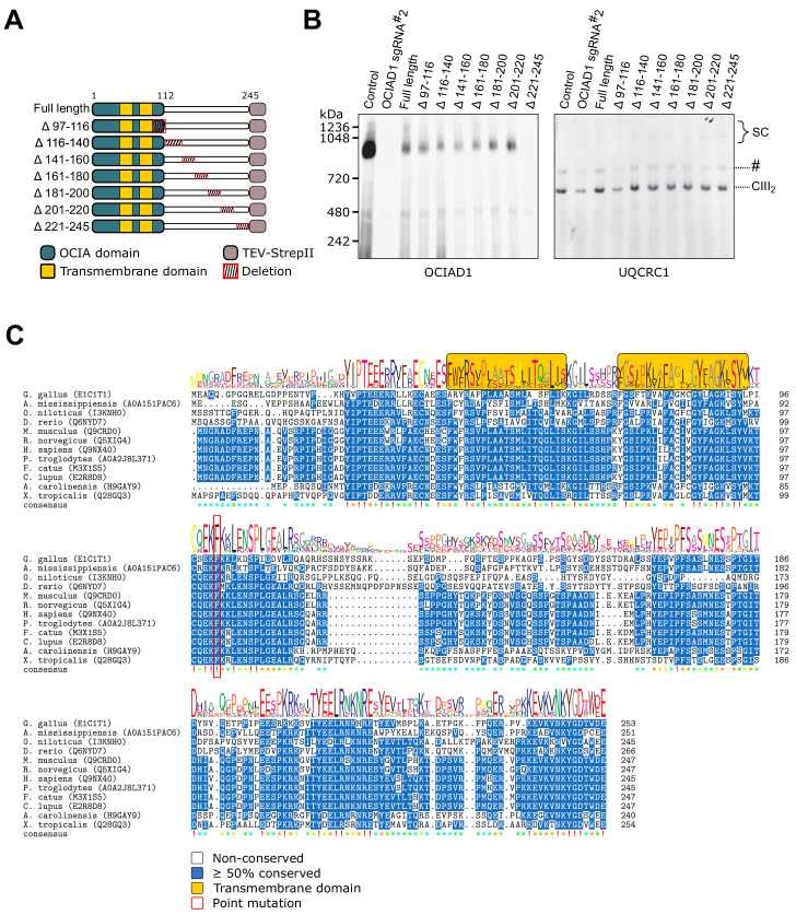 Figure 4—figure supplement 5.