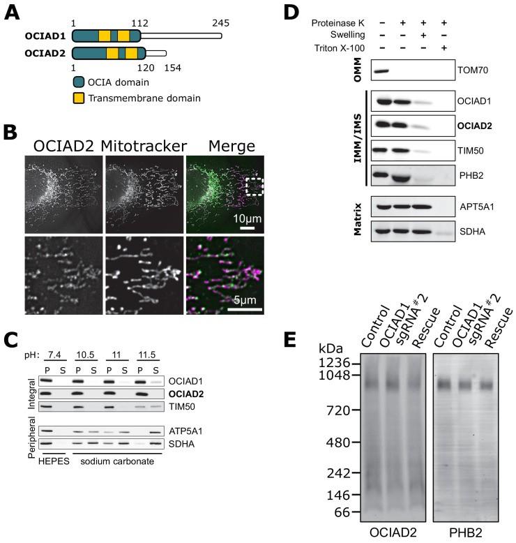 Figure 4—figure supplement 1.