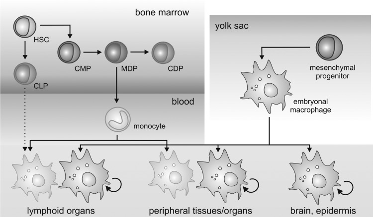 FIG. 1.