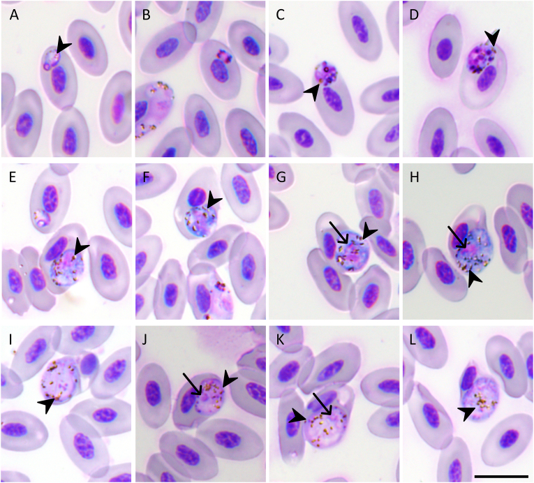 Fig. 1