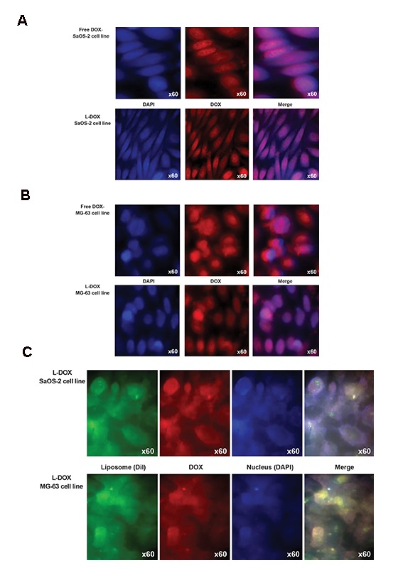 Fig.6