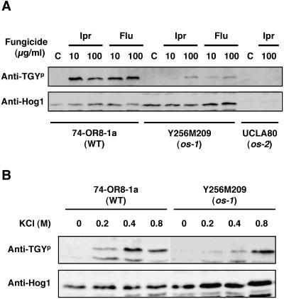 FIG. 5.