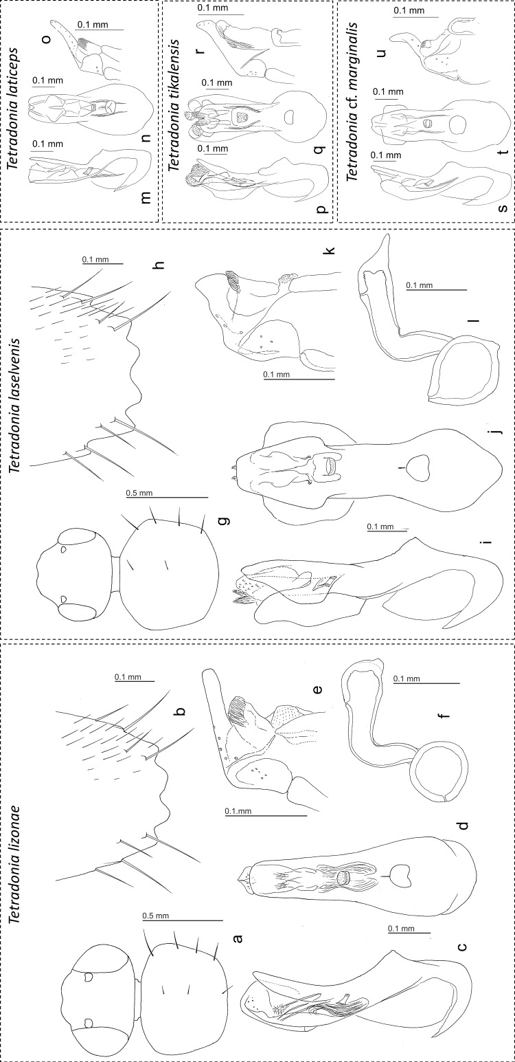 Fig 3