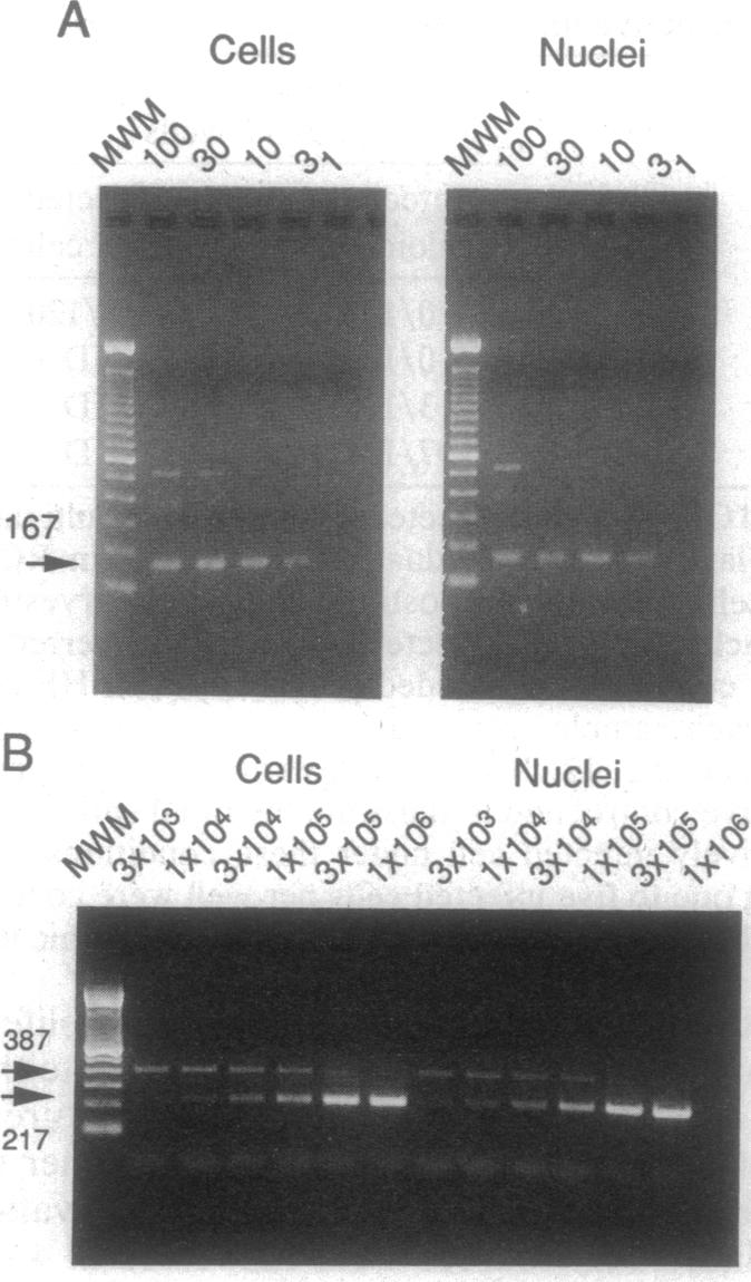 graphic file with name pnas01147-0122-a.jpg