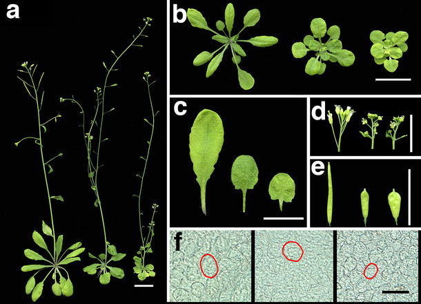 Fig. 3