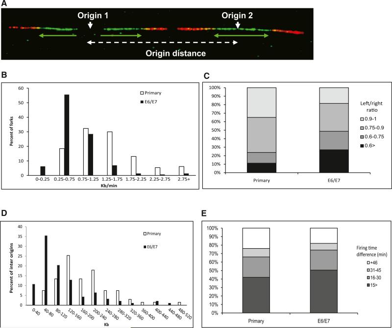 Nucleotide Deficiency Promotes Genomic Instability in Early Stages of ...