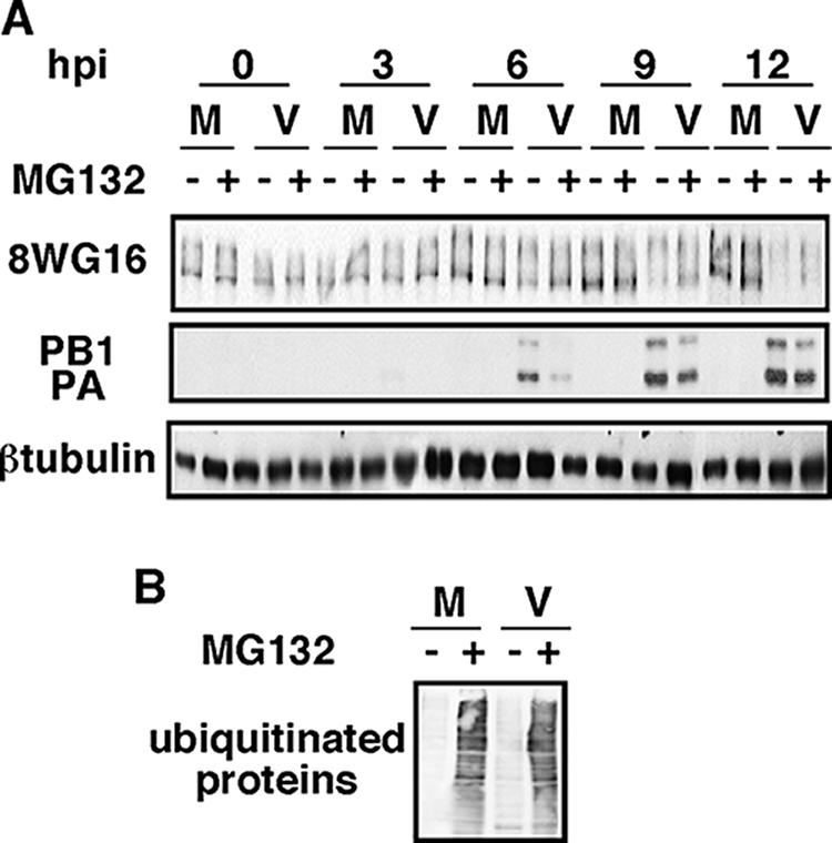 FIG. 5.