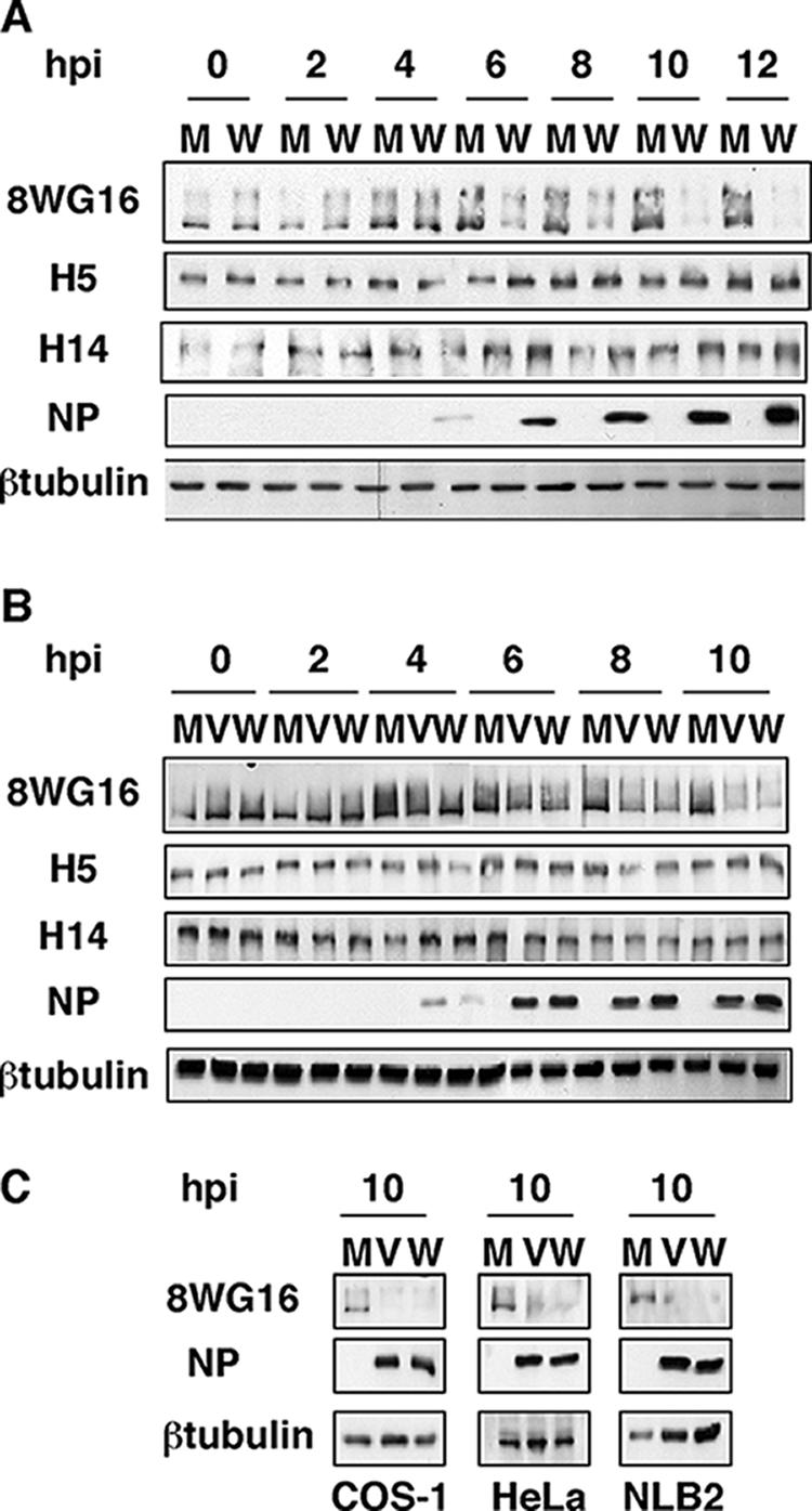 FIG. 2.