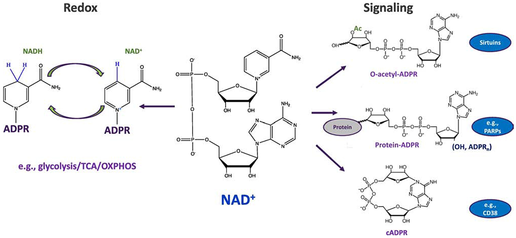 Figure 1: