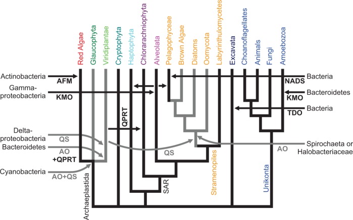 Fig. 7.—