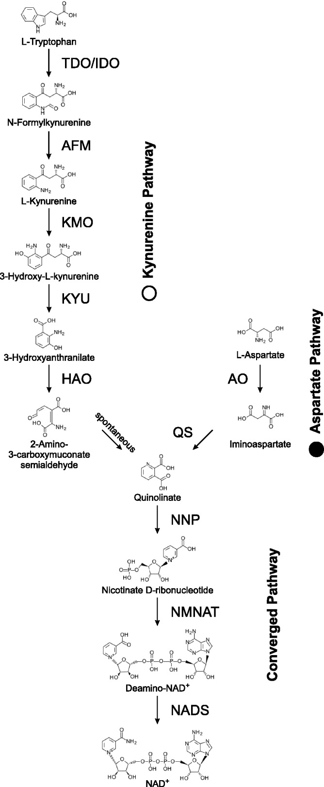 Fig. 1.—