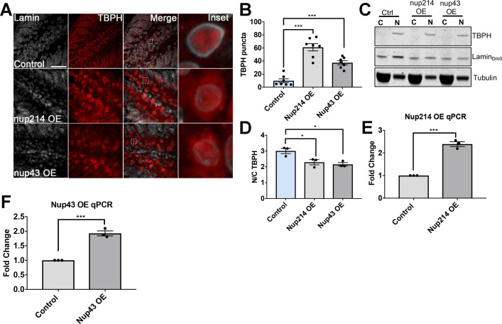 Figure 4—figure supplement 4.