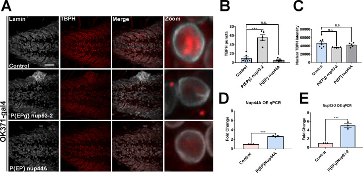 Figure 4—figure supplement 3.