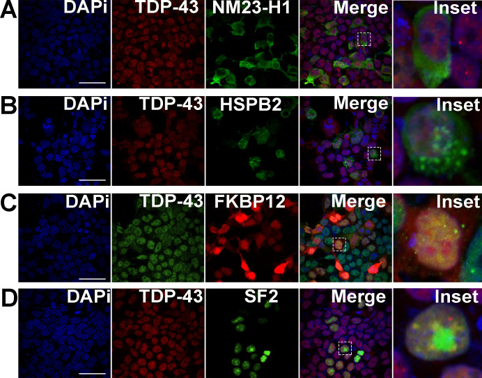 Figure 4—figure supplement 6.