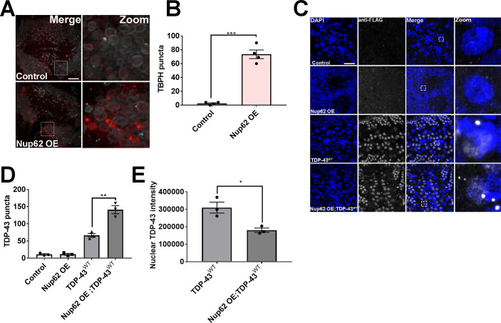 Figure 4—figure supplement 1.