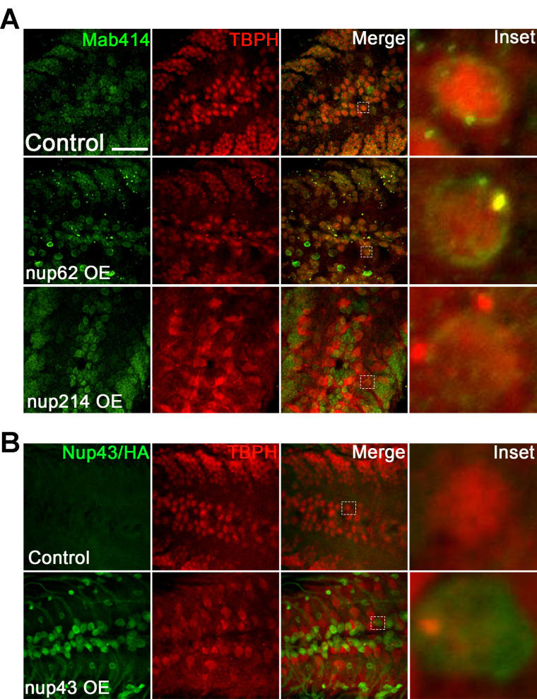 Figure 4—figure supplement 2.