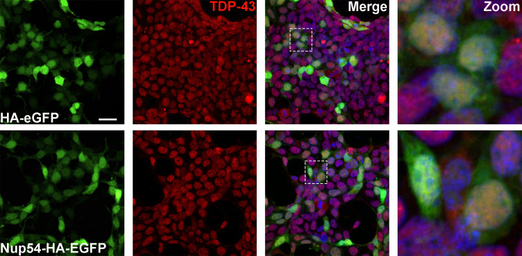 Figure 4—figure supplement 5.