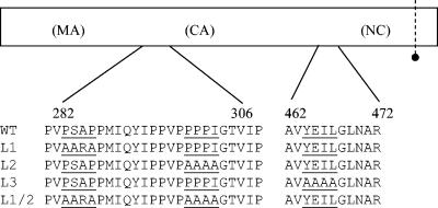 FIG. 1.