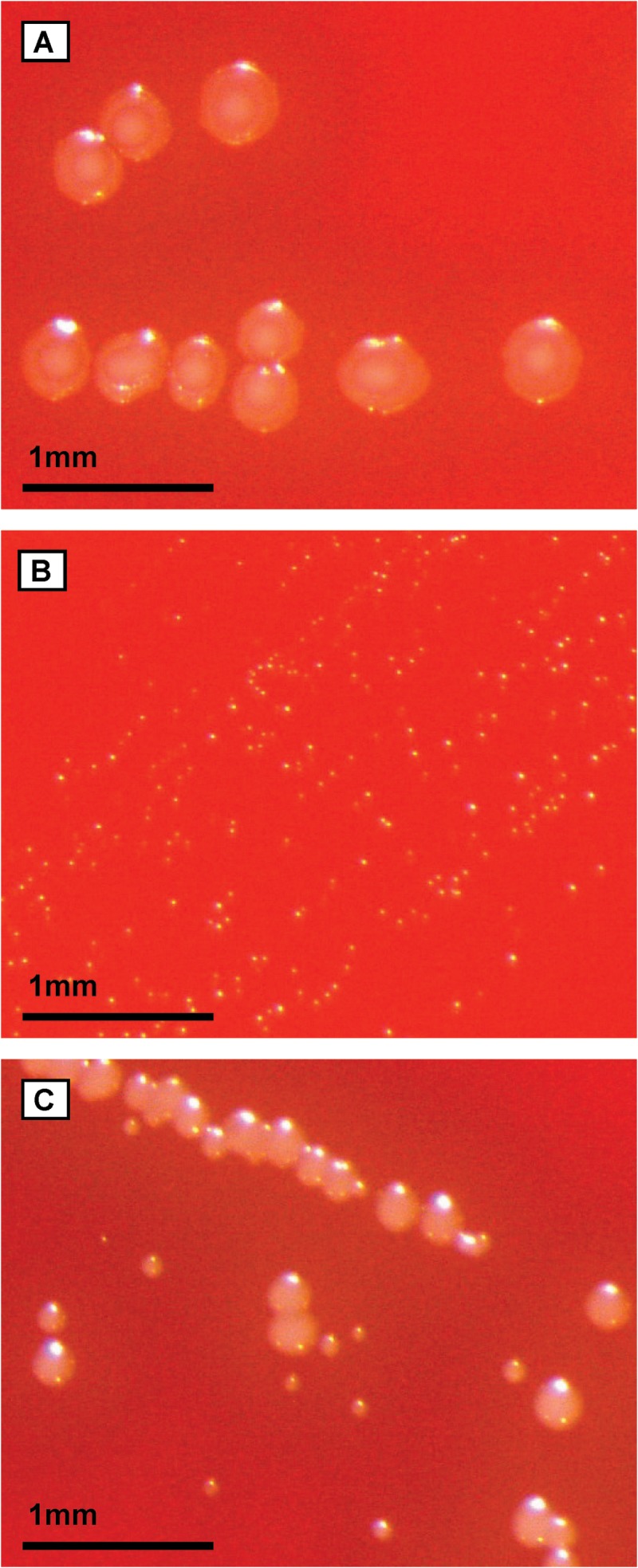 FIG 1