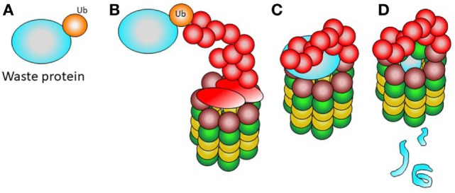 CANDLE Syndrome As a Paradigm of Proteasome-Related Autoinflammation - PMC