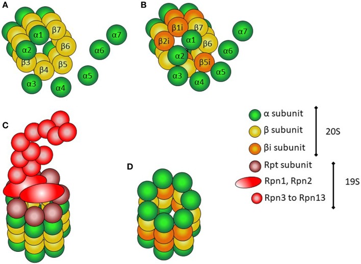 CANDLE Syndrome As a Paradigm of Proteasome-Related Autoinflammation - PMC