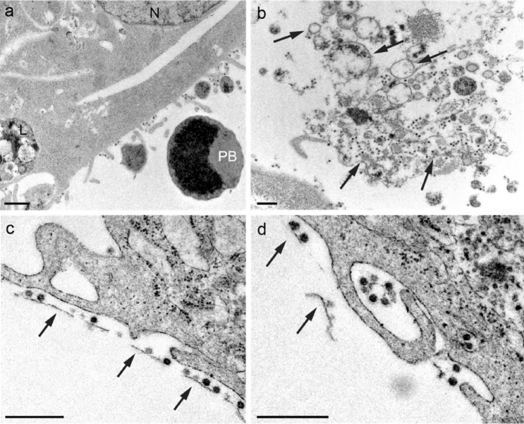 Fig. 9