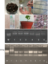 Figure 4