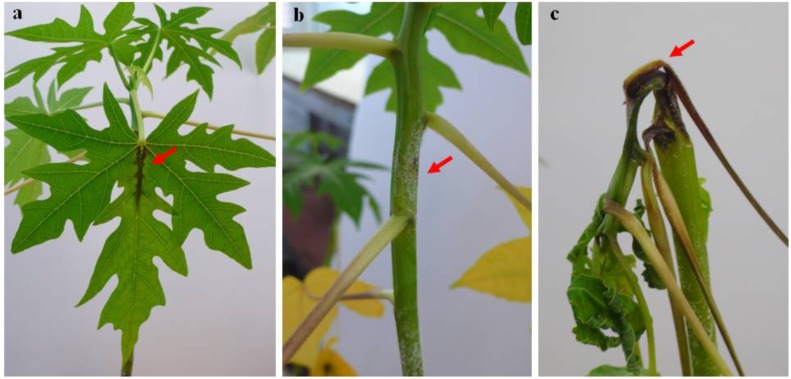 FIGURE 3