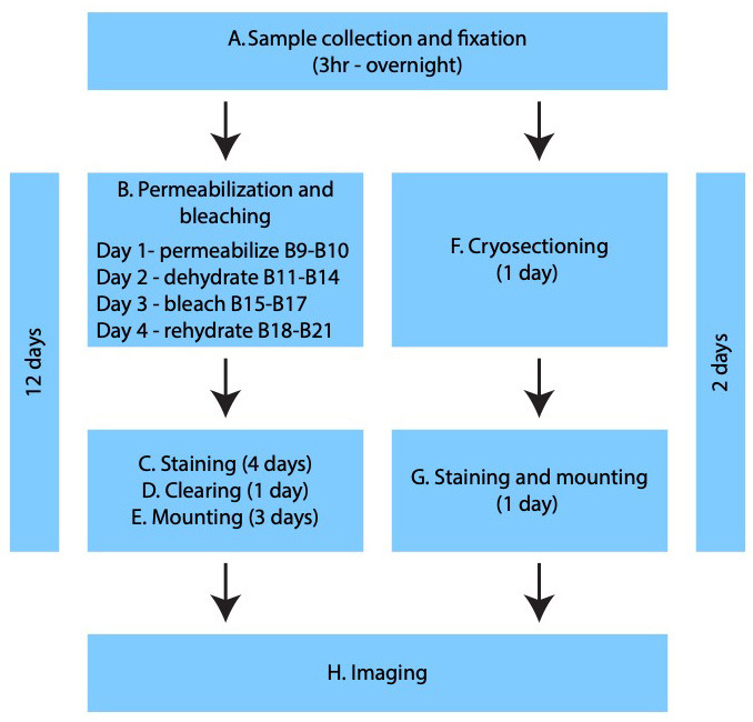 graphic file with name BioProtoc-13-24-4908-ga001.jpg