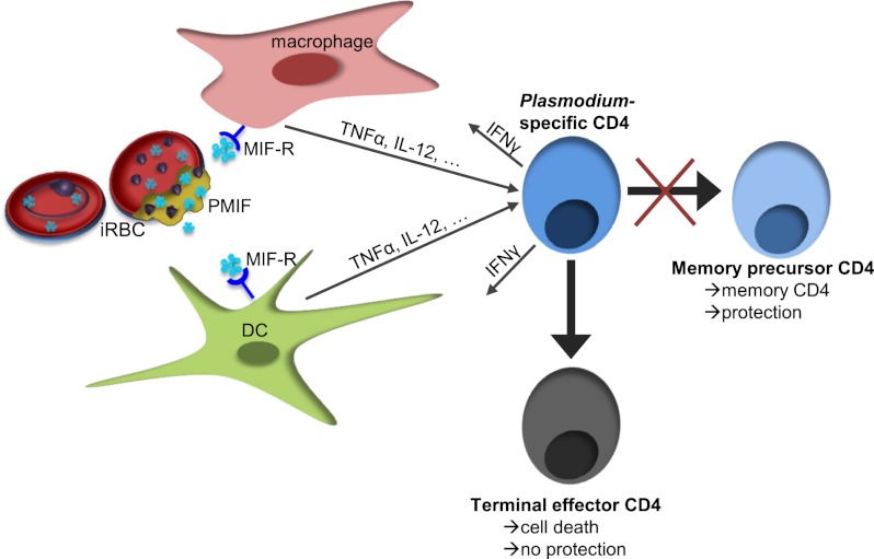 Fig. P1.