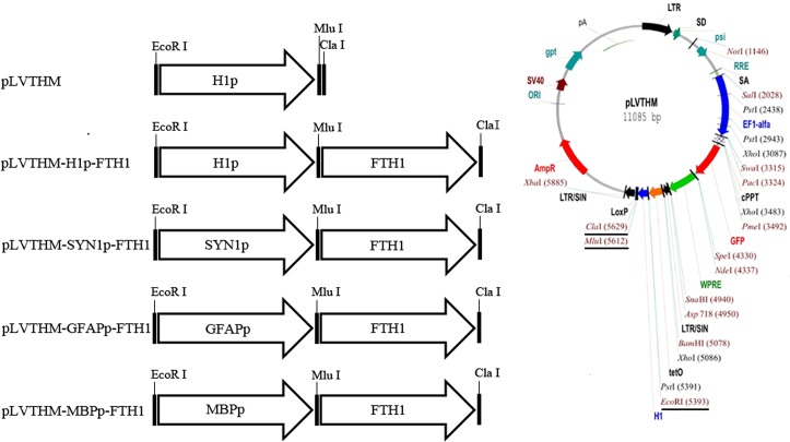 Fig 1