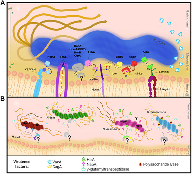 FIGURE 2