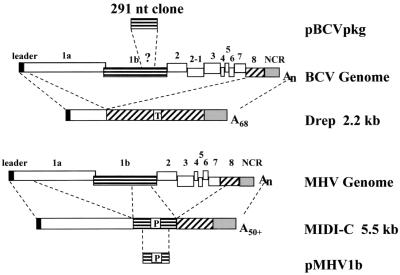 FIG. 1