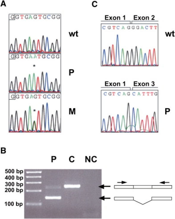 Figure 1