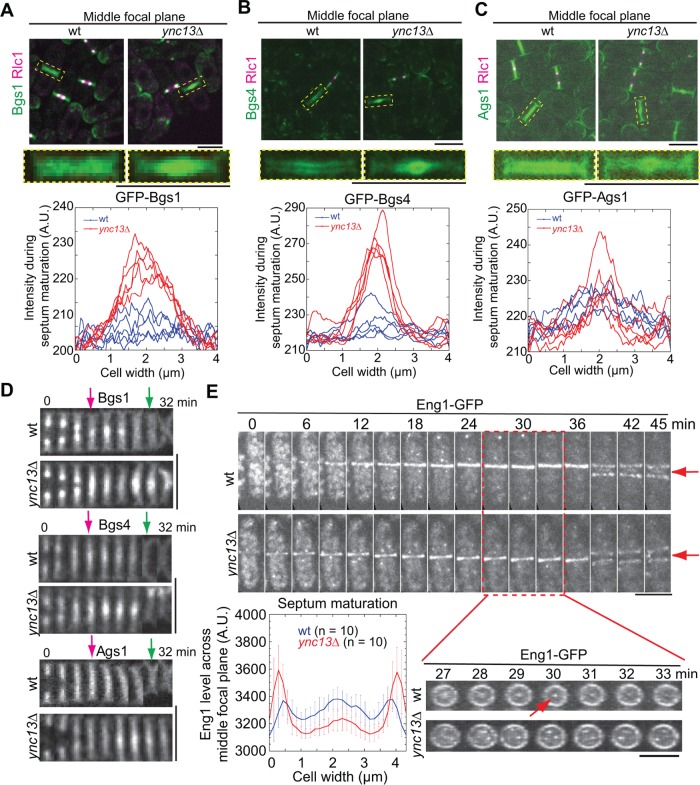 FIGURE 4: