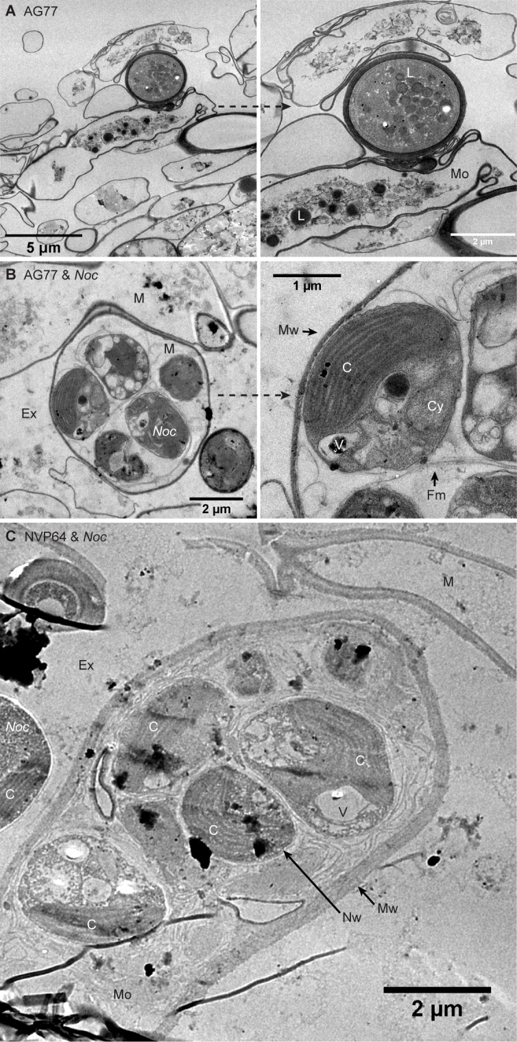 Figure 4—figure supplement 2.