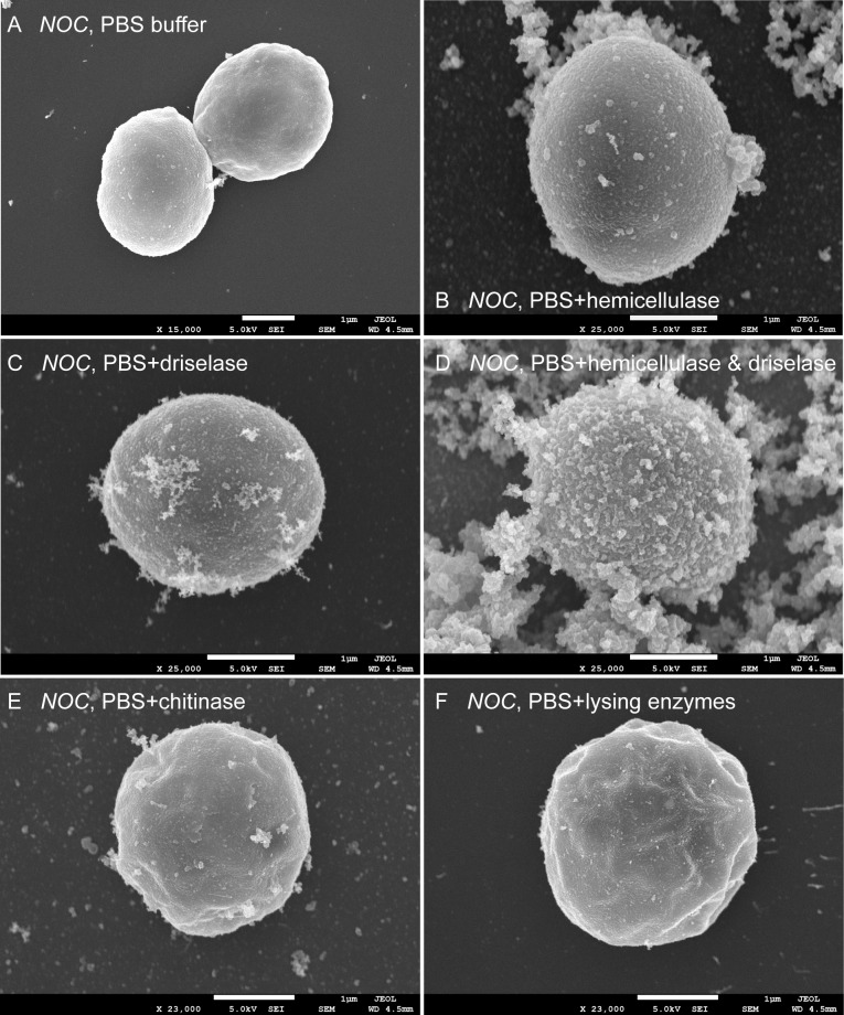 Figure 1—figure supplement 2.