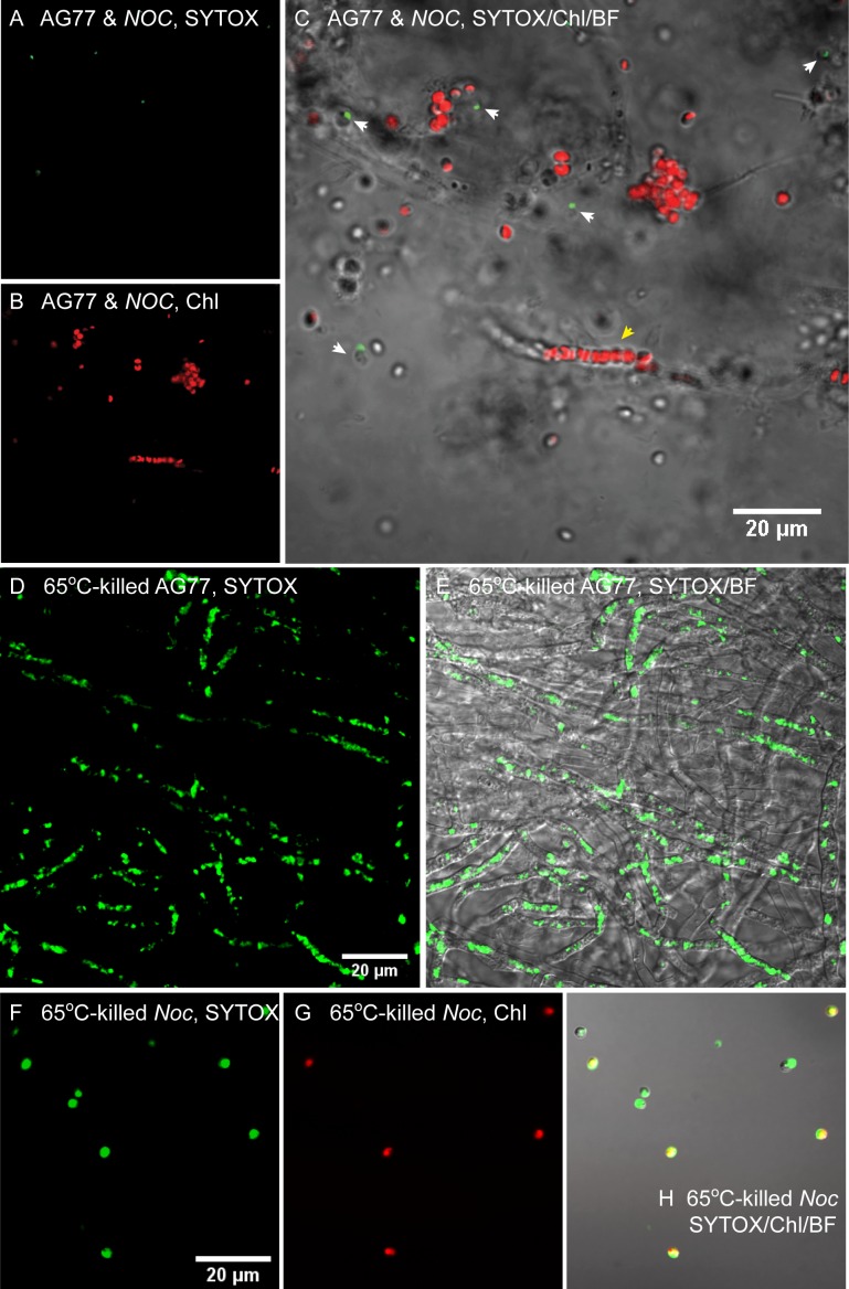 Figure 4—figure supplement 5.