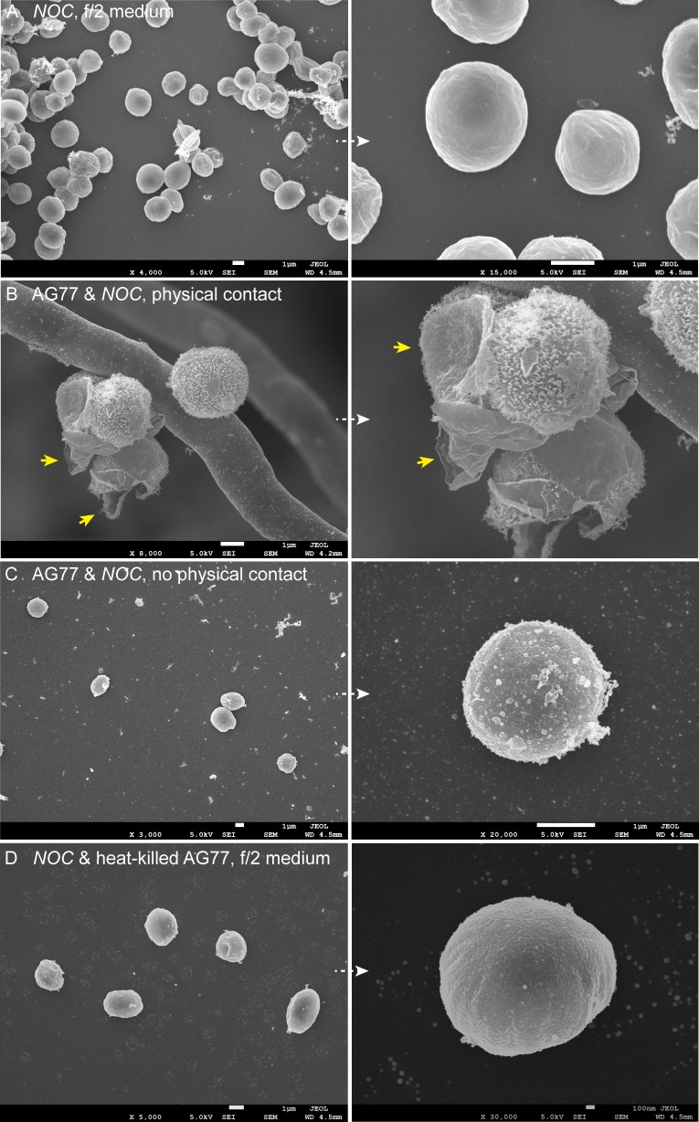 Figure 1—figure supplement 1.