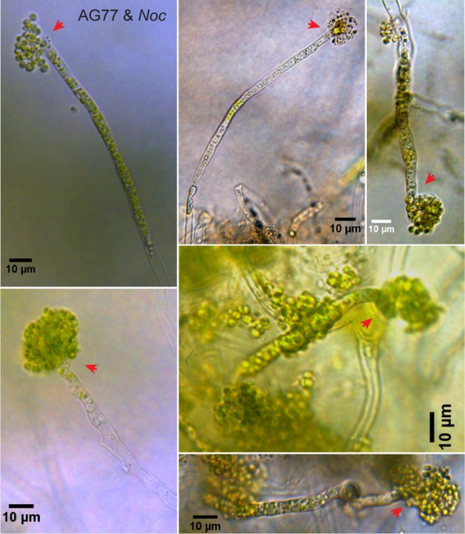 Figure 4—figure supplement 4.