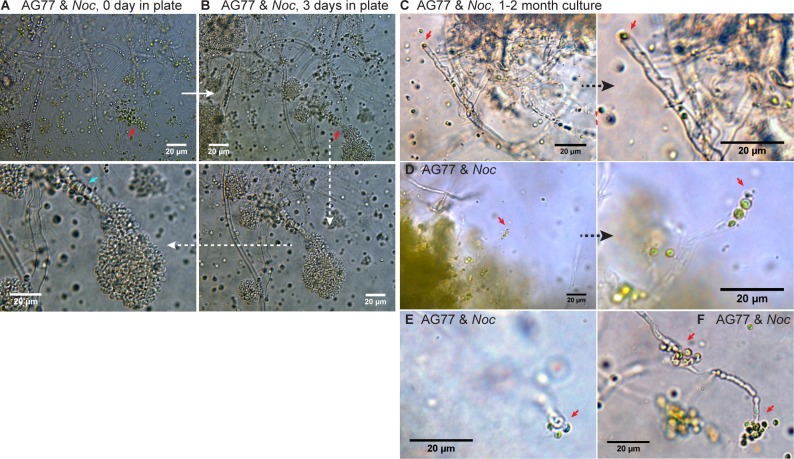 Figure 4—figure supplement 3.