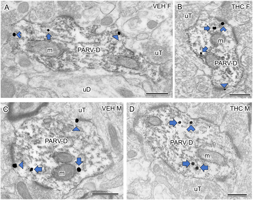 Fig 6: