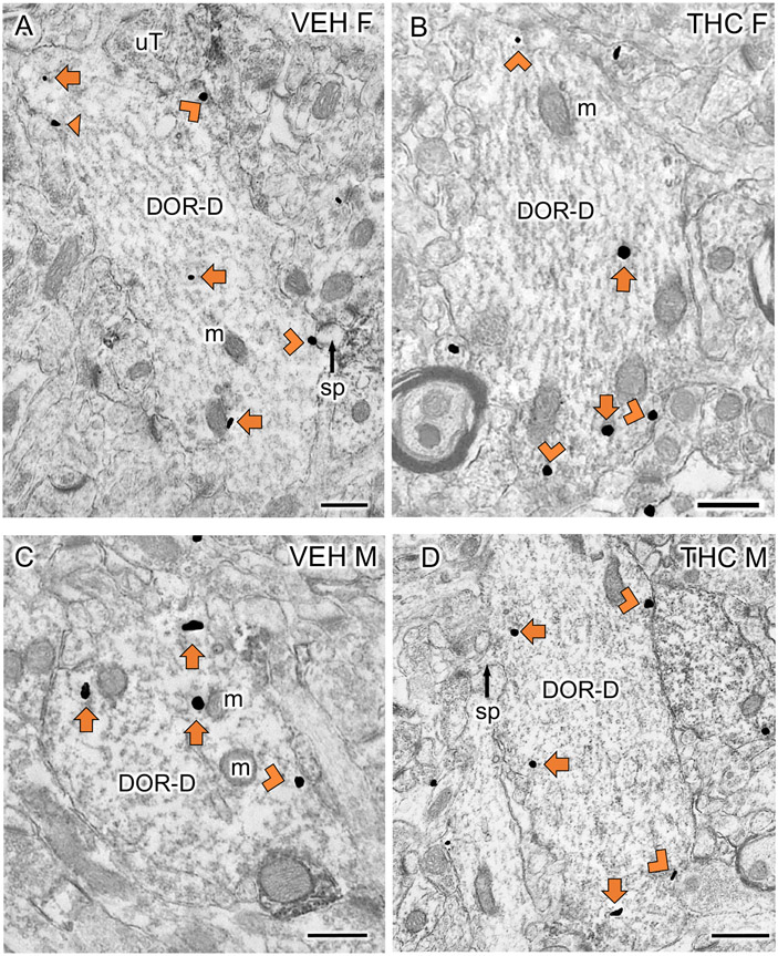 Fig 3: