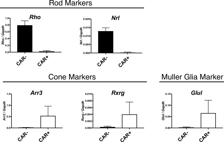 Figure 1—figure supplement 2.