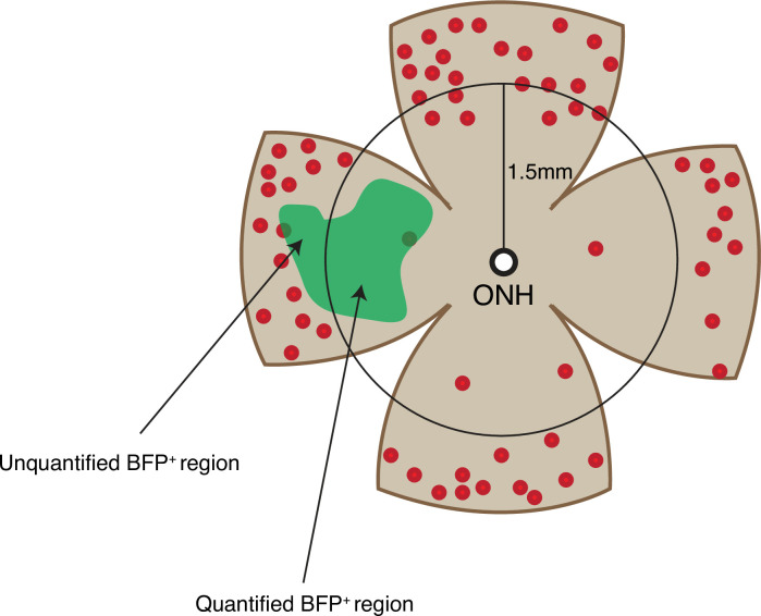 Figure 3—figure supplement 2.