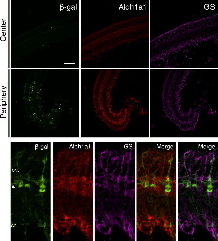 Figure 1—figure supplement 3.