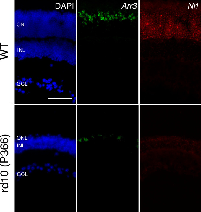 Figure 1—figure supplement 1.