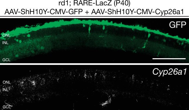 Figure 2—figure supplement 2.