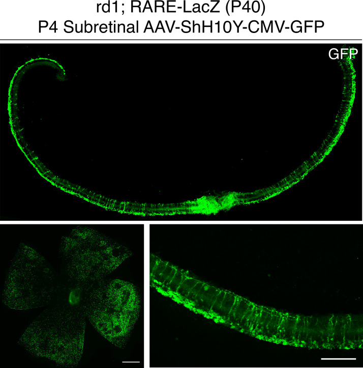 Figure 2—figure supplement 1.